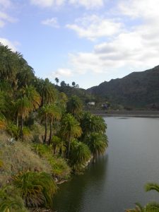 12 Presa y palmeral