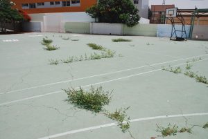 Imagen de la cancha deportiva del CEIP Playa de Arguineguín invadida de vegetación (1)