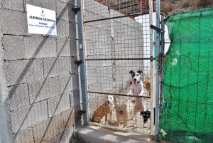 Imagen tomada el 09-08-2016 en el albergue municipal para perros de Mogán
