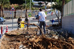 Obras poda plantación6