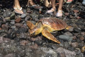 Agaete, Gran Canaria, 18 de Agosto de 2016.- El Cabildo de Gran Canaria realiza una suelta de dos tortugas Caretta en el Muelle viejo de Agaete. El responsable del Centro de Recuperación de Fauna Silvestre del Cablido Pascual Calabuig impartió una charla sobre los peligros  a los que se enfrenta la fauna en el mar por los residuos.